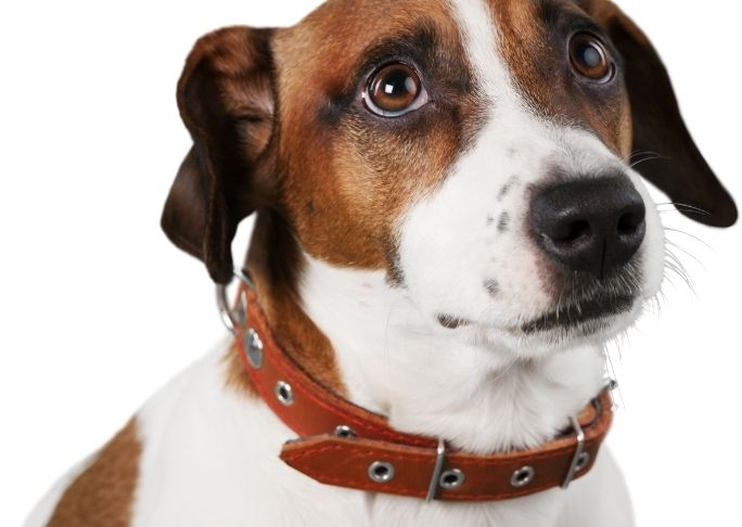 Dog wearing an adjustable dog collar and anti itch collar