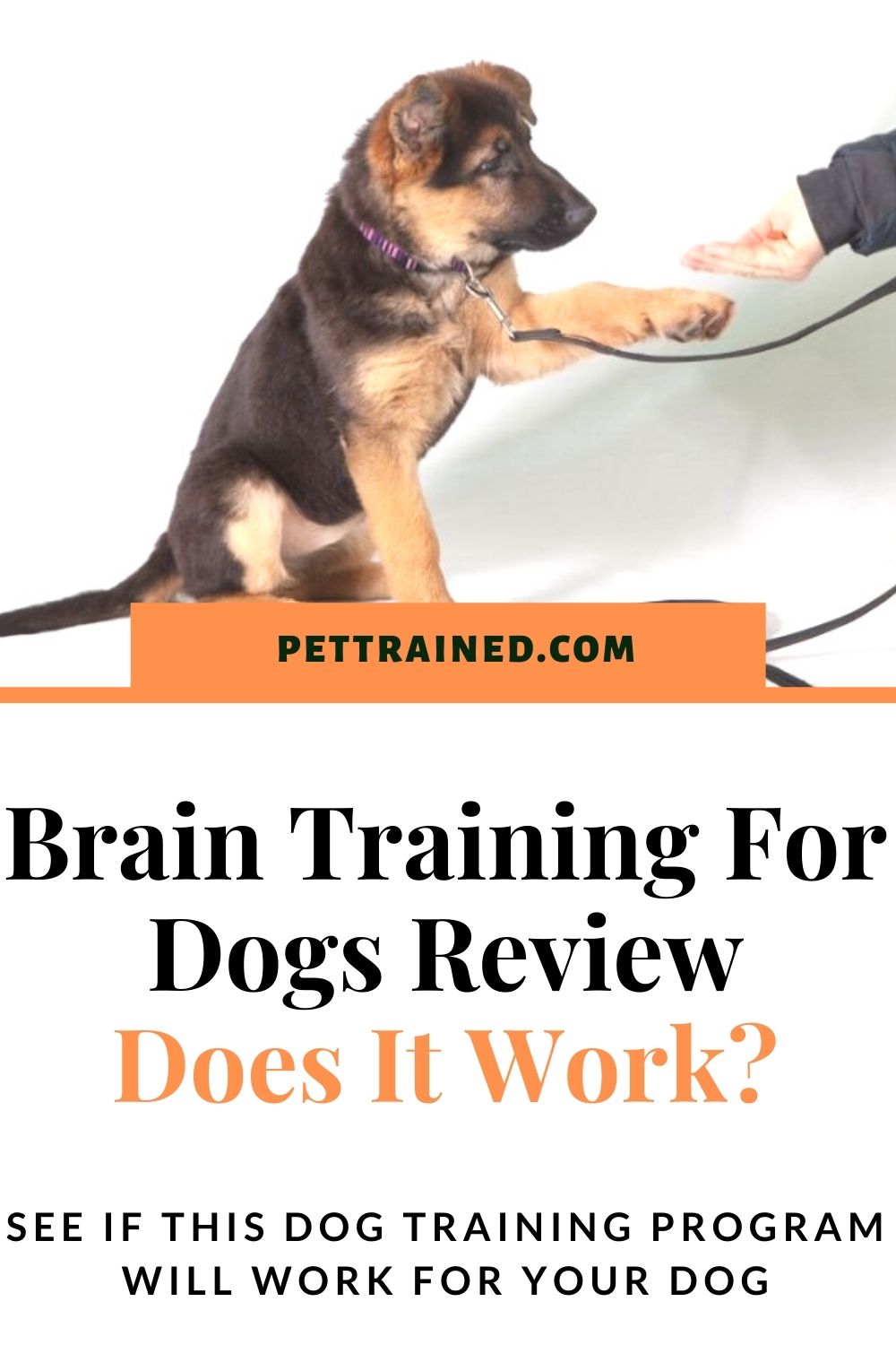 Brain training for dogs training course