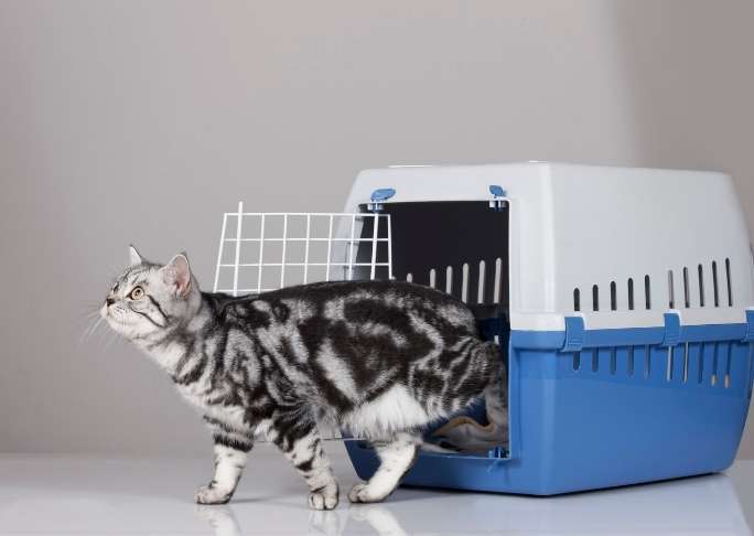 best airline-approved cat carriers for long trips