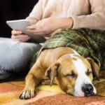 5 Easy Tips On How To Stop A Dog Snoring Quickly