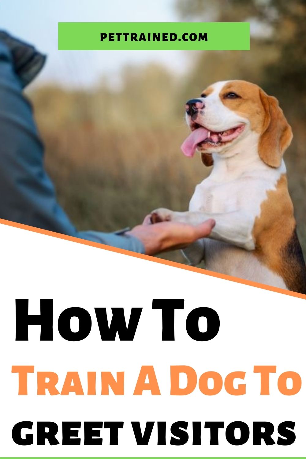 How to train a dog to greet your friends quickly