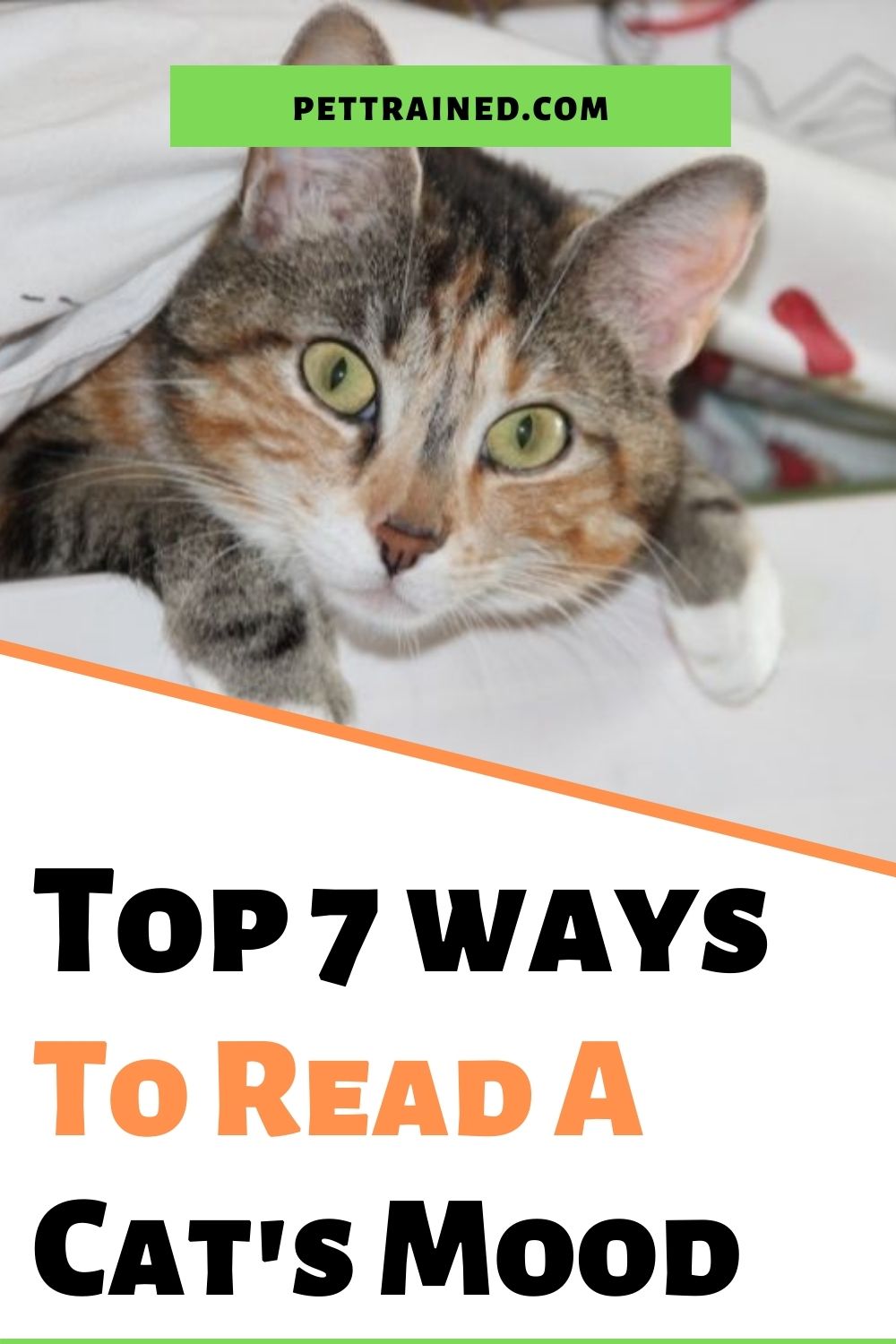 Seven ways to understand your cat's behavior