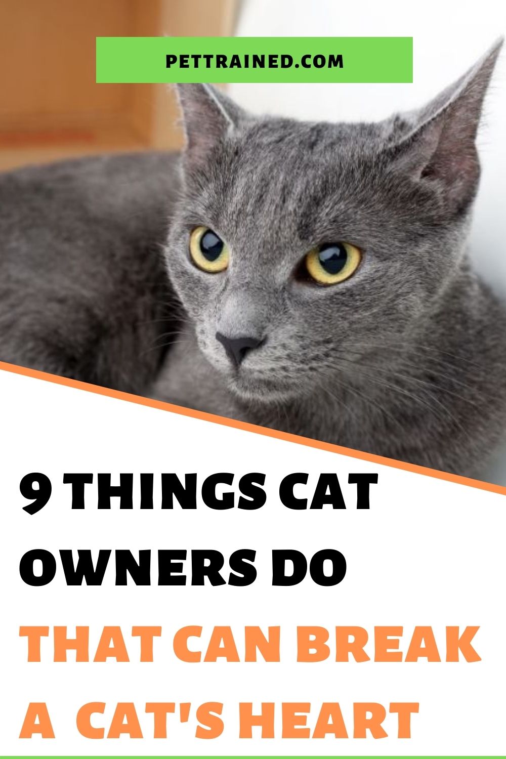 Things Cat Owners Do Cats Dislike
