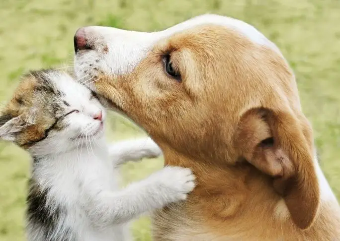 how to teach a cat and dog to be friends