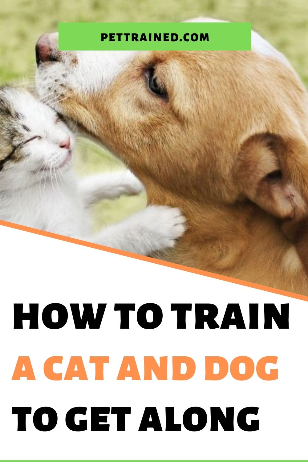 teach dog and cat to like each other