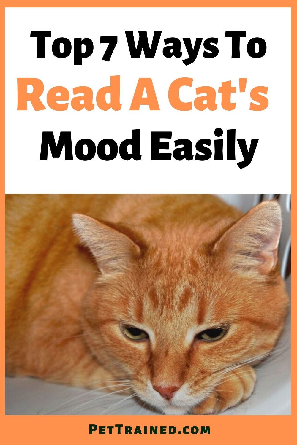 top ways to read your cats moods
