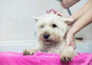 Effective Homemade Dog Shampoo Recipes That Kill Fleas
