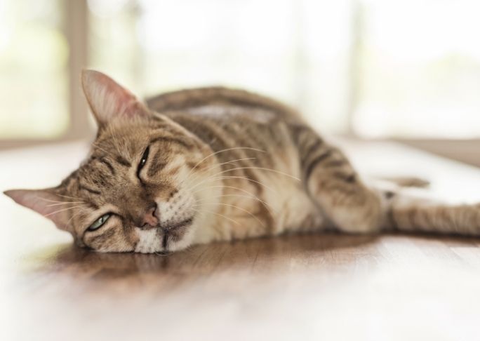 Cats Experience REM And Non-REM Sleep