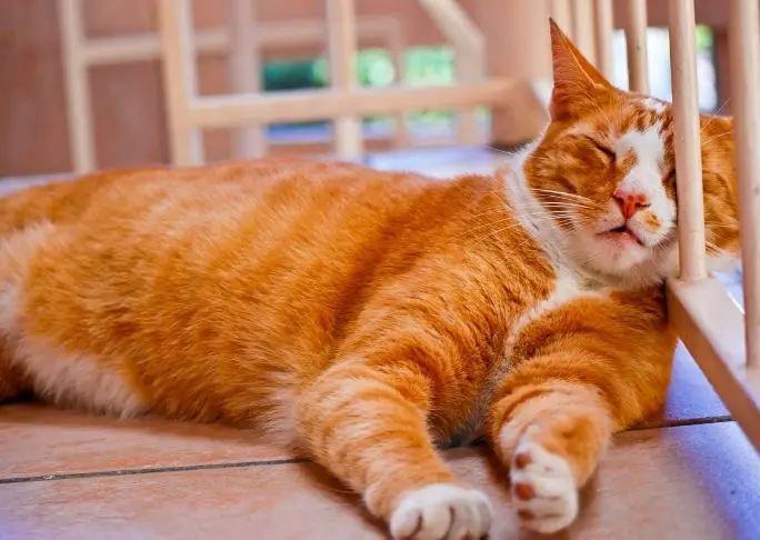 Cats Spend Most of Their Lives Sleeping