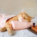 6 Amazing Facts About Cat Sleeping Habits