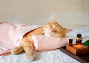 Facts About Cat Sleeping Habits