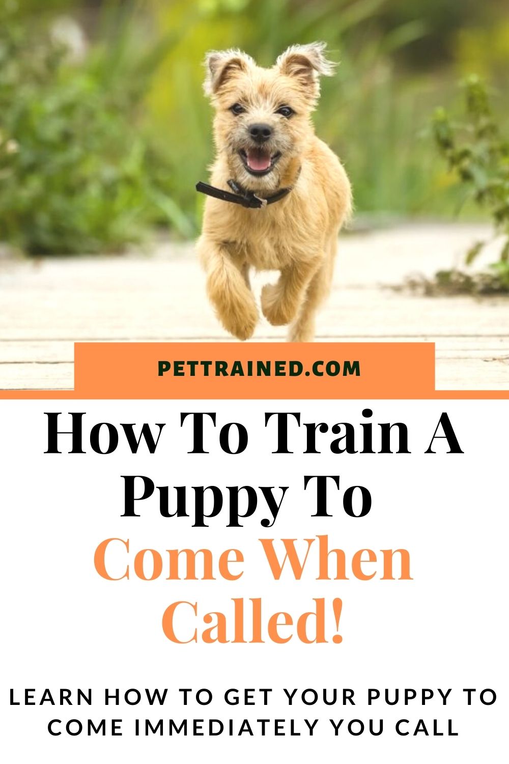 How to Train a Puppy to Come When Called Tips