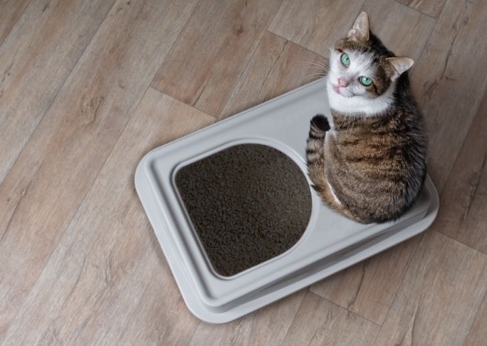 Best Cat Litter Disposal Systems and Trash cans that work
