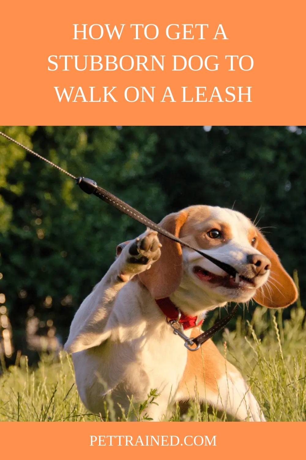 How To Get A Stubborn Dog To Walk On A Leash - Pet Trained