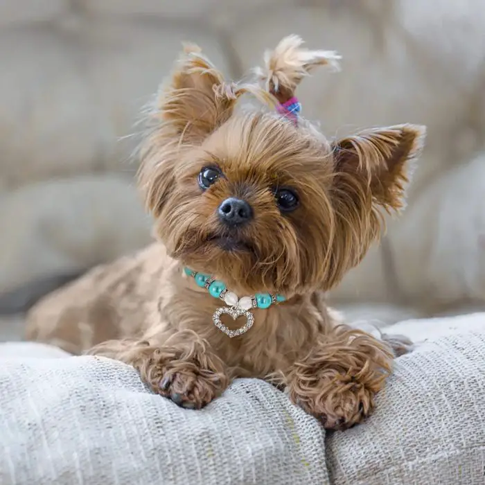 A small brown dog with a topknot of hair and a bejeweled collar adorned with pearls and featuring a heart pendant lies on 10030-5f2fe0.jpg.