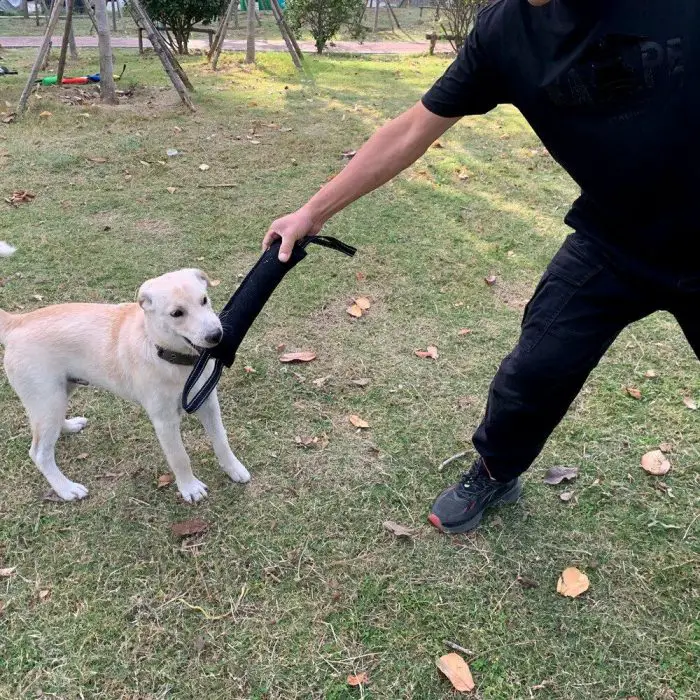 A person in black clothing holds a 10126-56993d.jpg while a light-colored dog bites onto it in a grassy outdoor area.