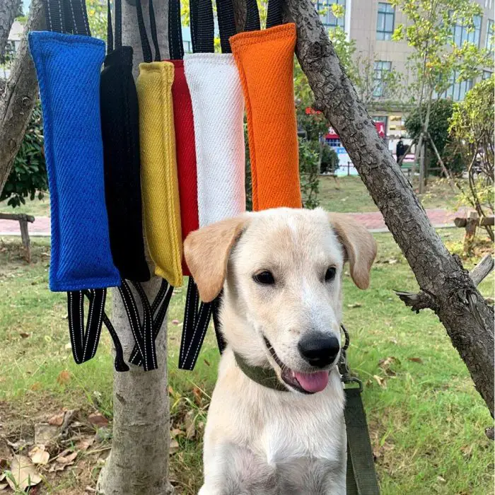 A light brown dog sits under a tree with several colored dog tug toys (blue, black, yellow, red, white, and orange) hanging on branches behind it. One of the toys doubles as a 10126-865f85.jpg for extra fun and skill-building.