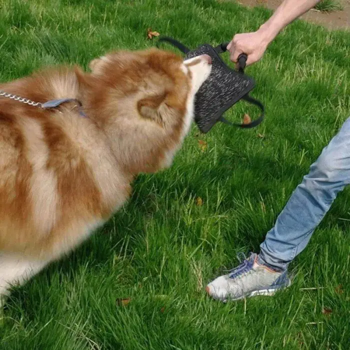 A person in jeans and sneakers is holding a 10178-62fdb7.jpg while a large, fluffy dog enthusiastically bites it. They are standing on a grassy area.