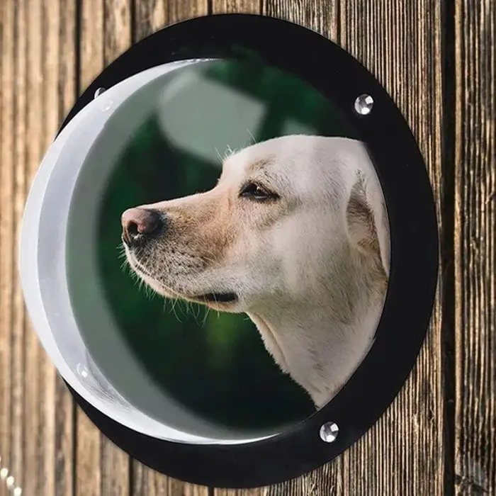 A dog looks through a 10188-db6363.jpg set in a wooden wall, with greenery visible in the background.