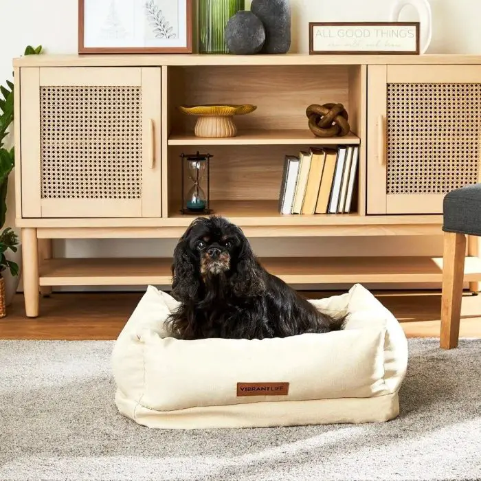 A black dog is lounging in a 10199-95f0ce.jpg placed on a gray carpet. Behind it, a wooden cabinet showcases books, decorative items, and framed pictures. This cozy scene is perfect for small dogs or even cats to unwind and relax.