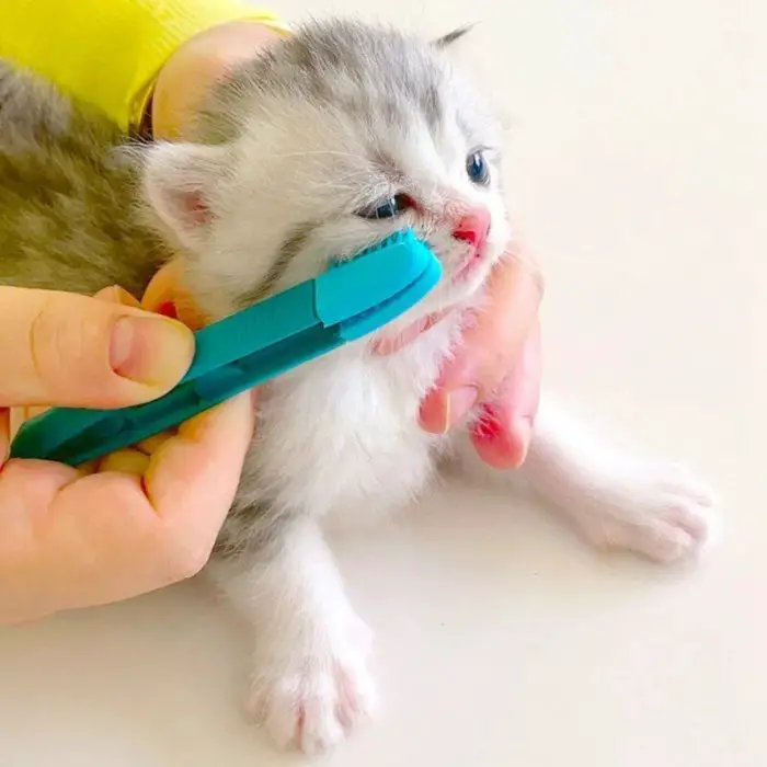 A small kitten with a grey and white coat and blue eyes is being fed with a blue syringe by a person's hand. Nearby, 10274-07dc85.jpg rests on the table, ready to groom the kitten's soft fur.