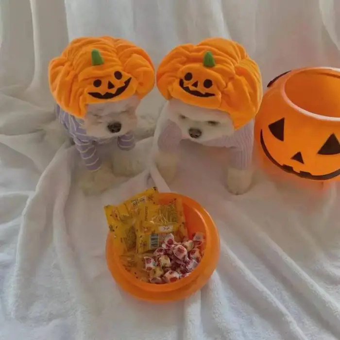 Two small dogs wearing corduroy pumpkin hats sit beside a 10286-254fcd.jpg filled with wrapped candies and an empty pumpkin bucket on a white cloth.