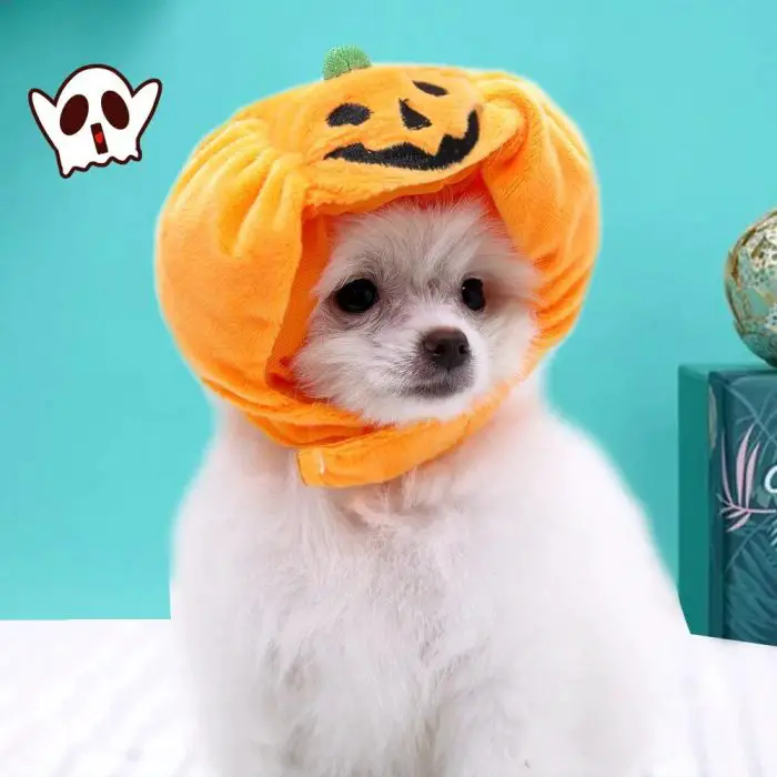 A small white dog wearing a 10286-3430d4.jpg, with a ghost sticker in the corner against a turquoise background.