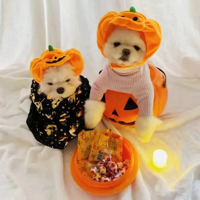 Two small dogs dressed in pumpkin costumes with hoods sit next to a plate of candy and a small candle on a white fabric background, resembling an adorable Halloween setup fit for pets, 10286-71afbf.jpg.