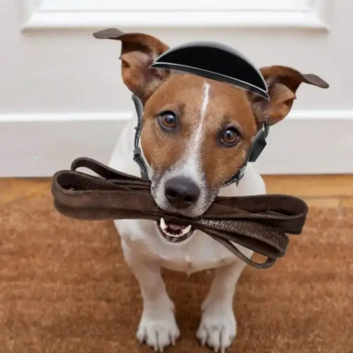 A small dog, sporting a black pet helmet and holding a 10297-903a0e.jpg in its mouth, stands indoors.