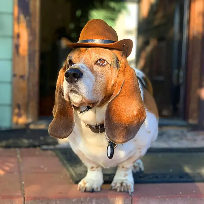 A Basset Hound sporting a small brown cowboy hat stands on a doorstep, gazing into the distance; 10355-01867b.jpg.