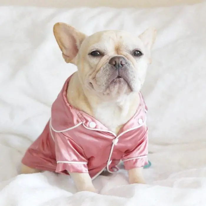 A small dog wearing 10425-1ba47c.jpg sits on a white blanket, gazing forward with a relaxed expression.