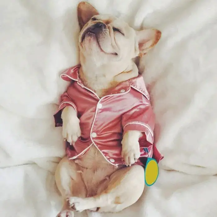 A small dog in luxury pet pajamas, 10425-2b0b95.jpg, is lying on its back on a white blanket with its eyes closed, appearing relaxed.