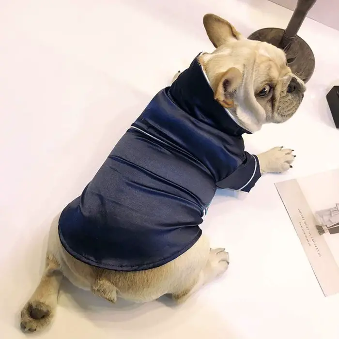 A small dog, dressed in 10425-a15780.jpg, sits on a white surface, looking over its shoulder.