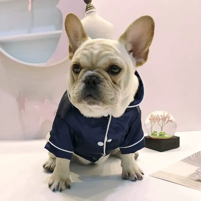 A French Bulldog wearing 10425-c9edc9.jpg in a dark blue outfit with white trim sits on a table in front of a decorative lamp and a small floral globe.