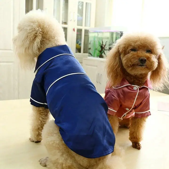 Two fluffy dogs are sitting on a table wearing 10425-f7d639.jpg; one in blue facing away and the other in pink facing forward.