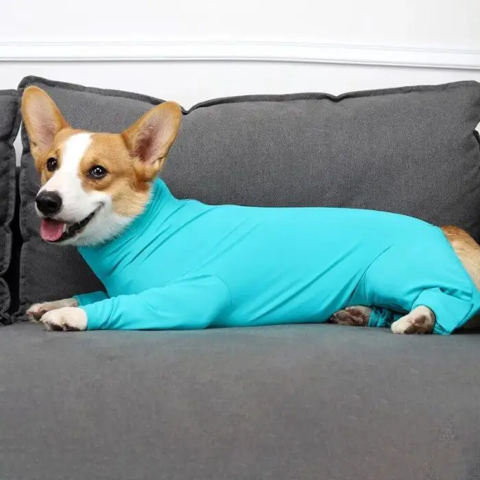 A Corgi lies on a grey couch, wearing light blue pet pajamas and looking towards the camera with its tongue slightly out, identical to 10487-0b6ef1.jpg.