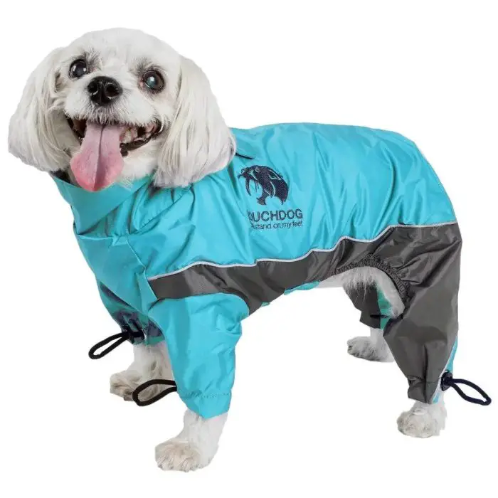 A small white dog wearing a stylish blue and gray dog jacket, with its tongue playfully hanging out, stands against a crisp white background in the image named 10546-dbe128.jpg.