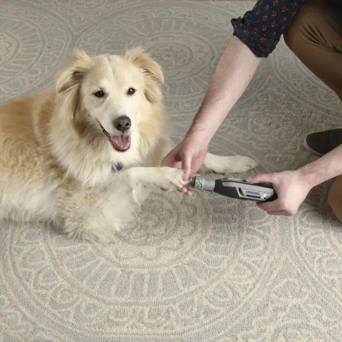 A beige dog lies on a patterned rug while a person uses a 10565-f28628.jpg to trim its nails.