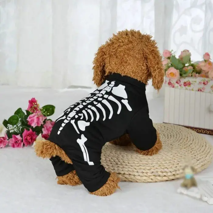 A small, curly-haired dog wearing a 10598-66e573.jpg stands on a round rug, with flowers and lace curtains in the background.