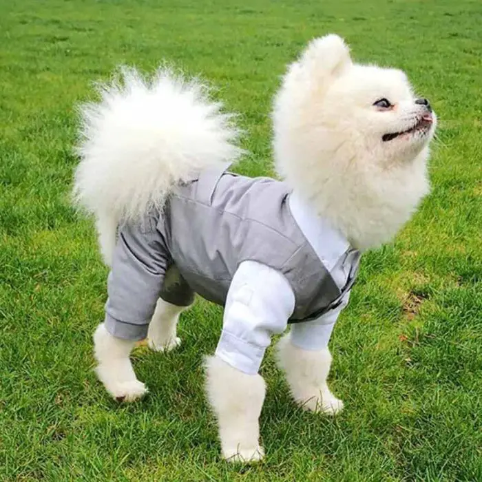 A fluffy white dog stands on grass, adorably dressed in 10630-07b9bd.jpg.