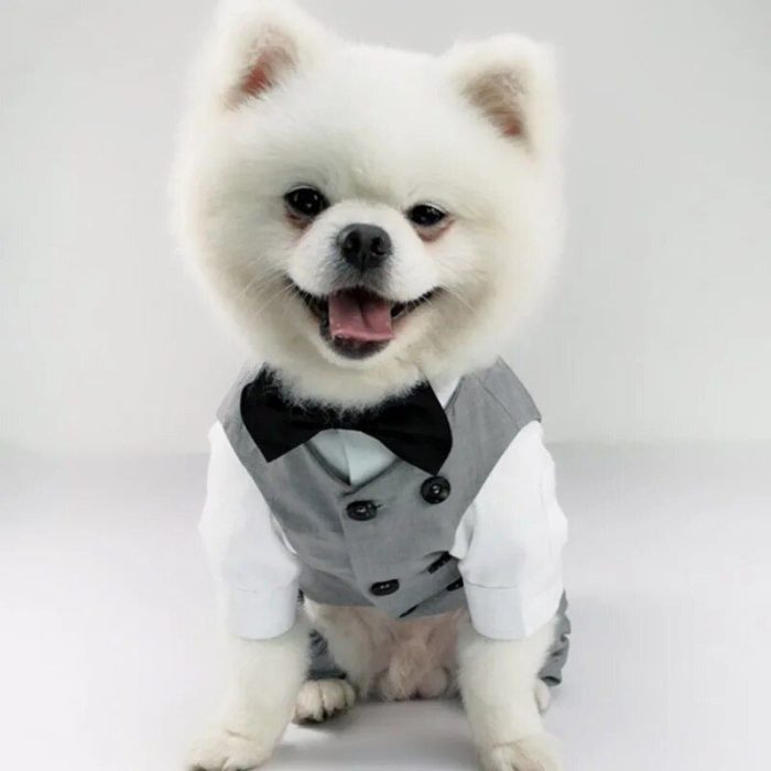 Image: 10630-4bcc42.jpg
Description: A small white dog is dressed in a gray wedding suit with a black bow tie, sitting and smiling against a plain background.