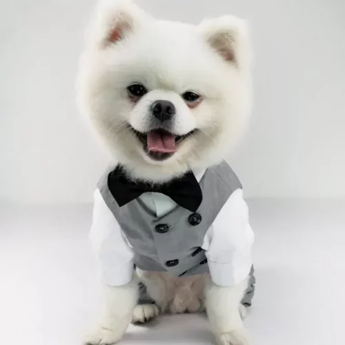 A small, white fluffy dog wearing a sleek wedding suit, complete with a 10630-58ae64.webp gray jacket and black bow tie, is sitting and looking at the camera with its mouth slightly open.