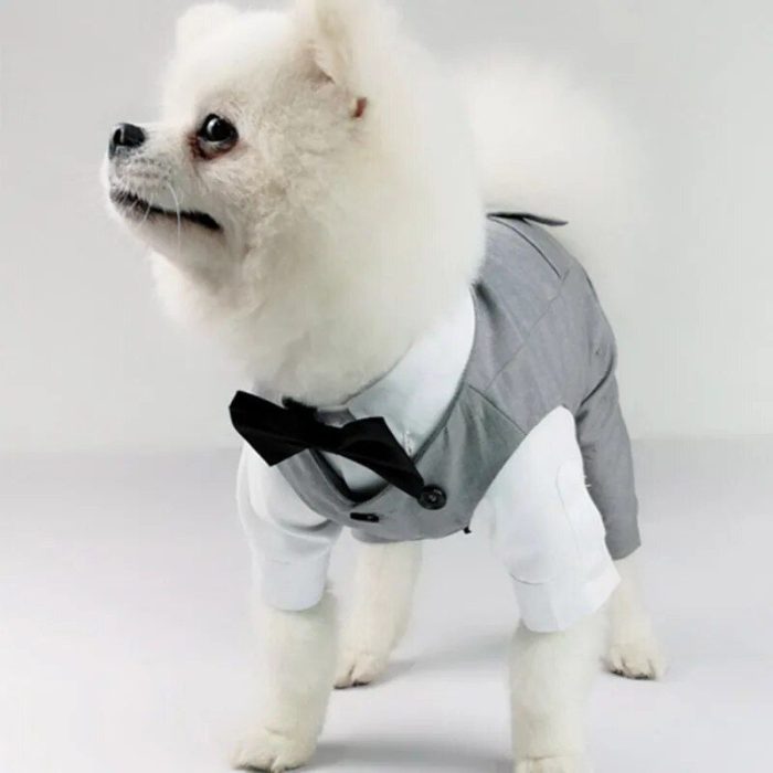 A small white dog wearing a grey wedding suit with a white shirt and black bow tie stands facing left against 10630-8c445a.jpg.