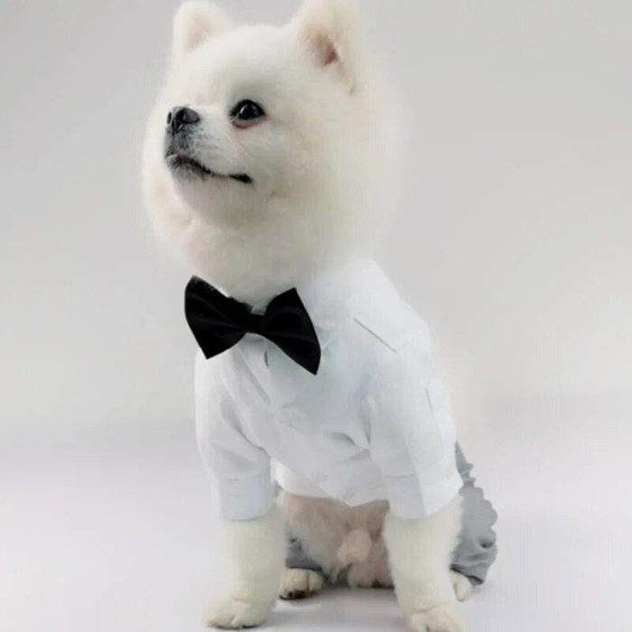 A small white dog is wearing a wedding suit with a black bow tie and a crisp white shirt, sitting upright on a plain background, 10630-b19cc9.jpg.