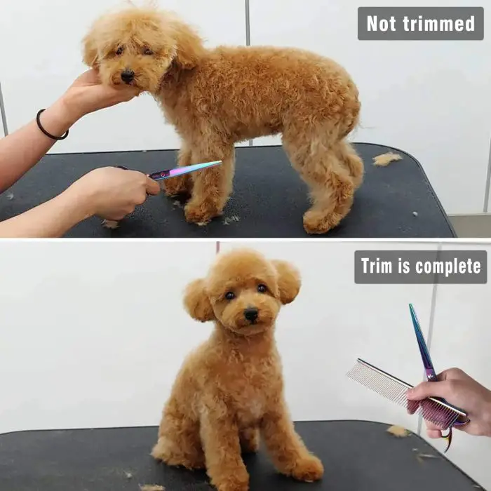 Two images of a poodle: the top one shows the dog before grooming, labeled "Not trimmed," and the bottom one shows the dog after grooming, labeled "Trim is complete." A person is using a 10684-b5ea51.jpg with a comb and scissors.