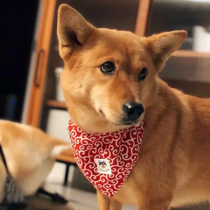 A dog sporting a 10750-31cb61.jpg stands indoors, while another canine is partially visible in the background.