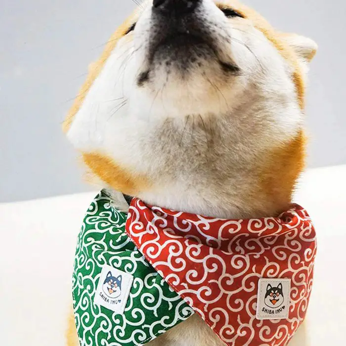 A Shiba Inu dog wearing green and red patterned 10750-b8bd62.jpg, each adorned with a Shiba Inu logo, looks upwards.