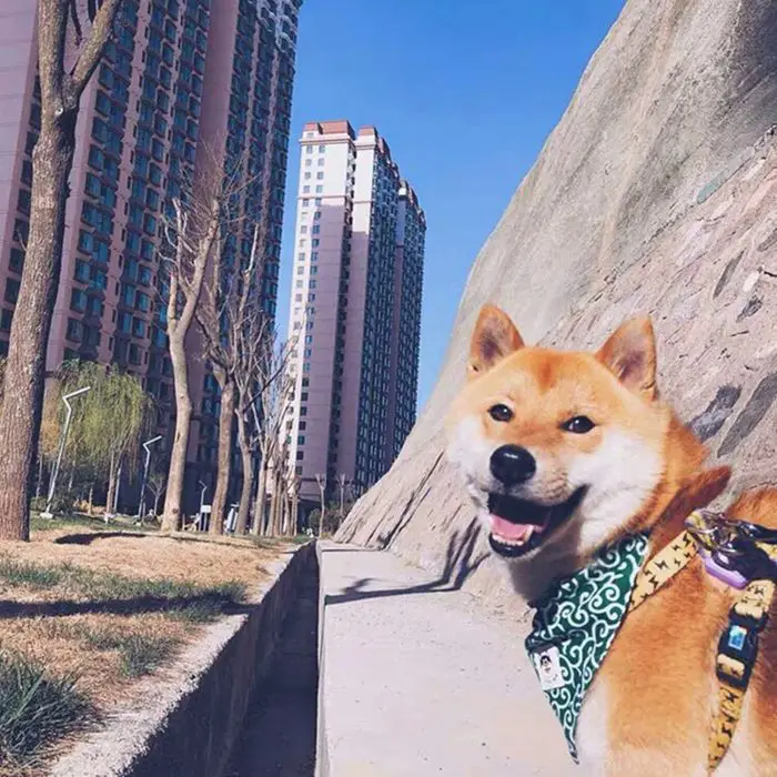 A dog sporting a green bandana and harness stands on a concrete pathway near tall residential buildings and a rocky cliff, basking in the sunshine with 10750-fe8a3b.jpg.