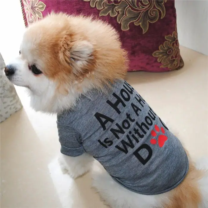 A small fluffy dog wearing pet apparel—a gray shirt that reads "10793-0fe095.jpg"—sits on a light-colored floor next to a patterned cushion.