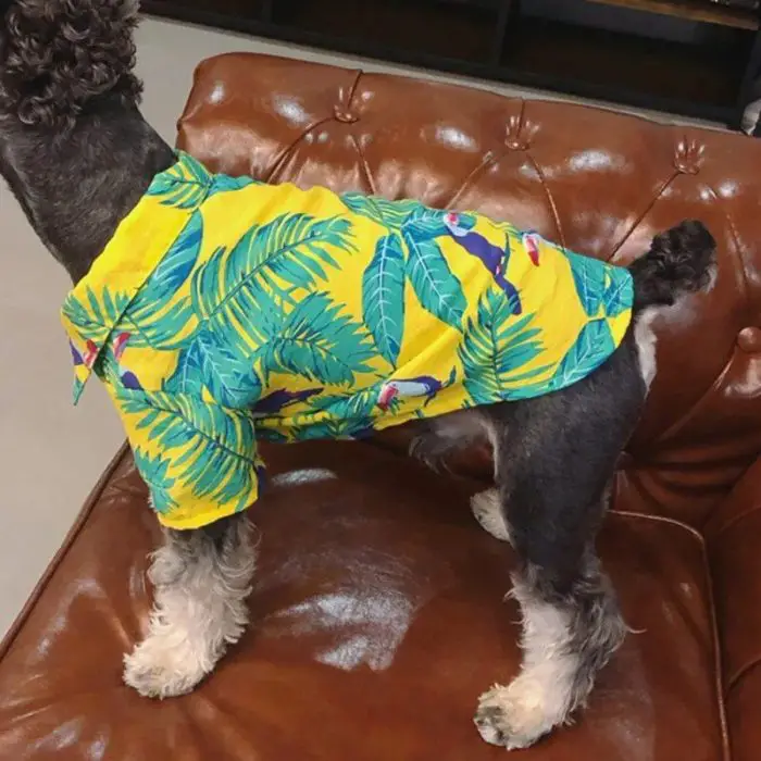 A dog wearing 10824-0ad757.jpg stands on a brown leather chair.